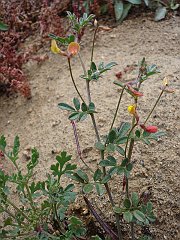 lotus strigosus
